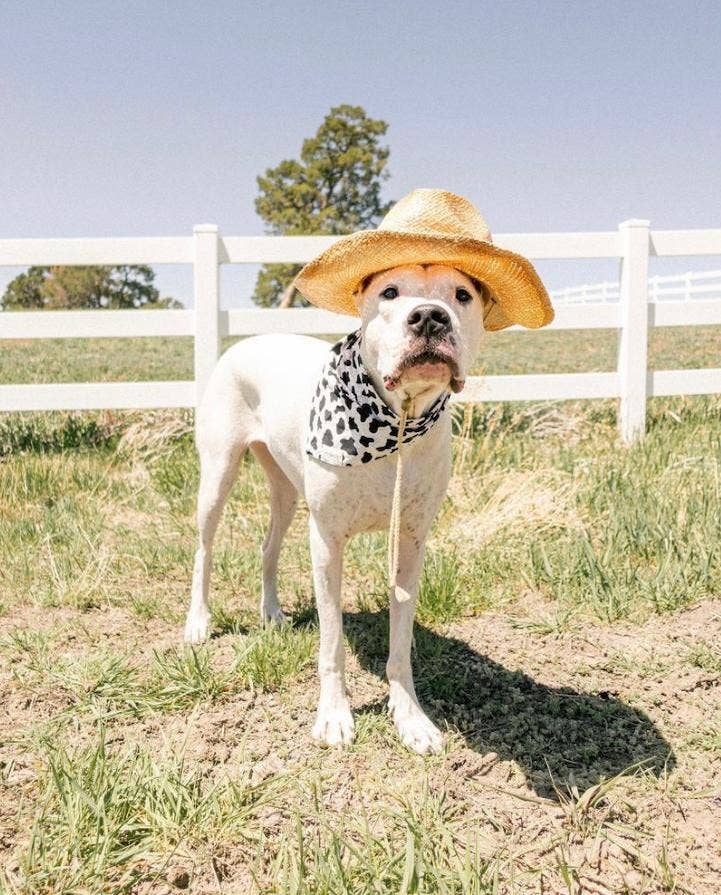Holy Cow Dog Bandana