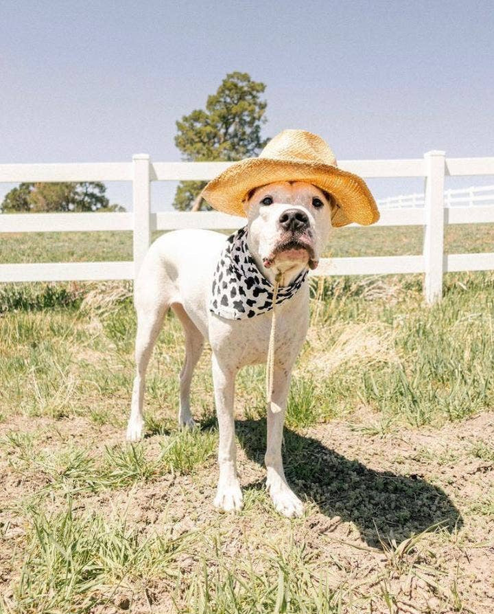 Holy Cow Dog Bandana