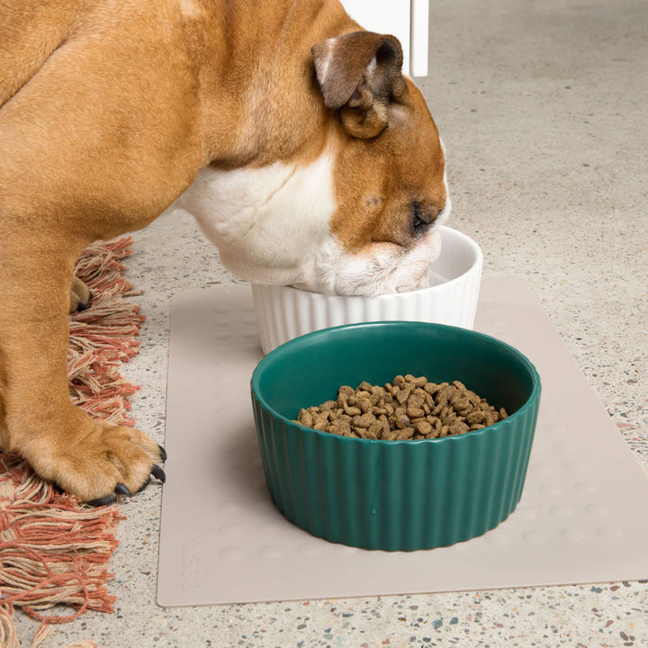 Ripple Dog Bowl