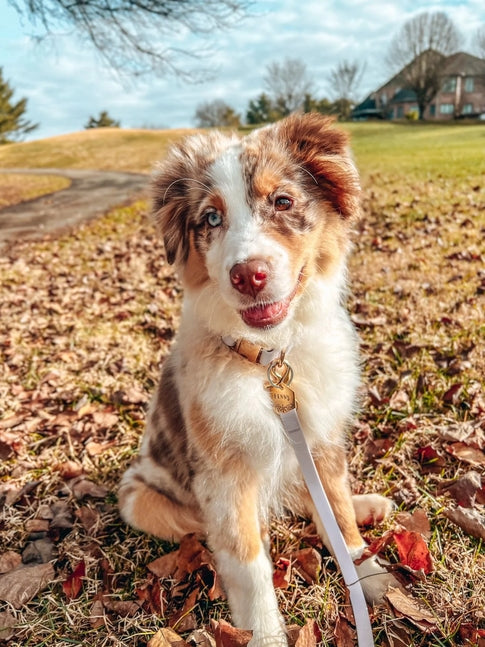Cloud Waterproof Collar