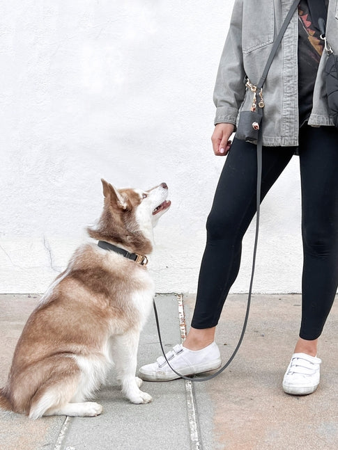 Cloud Waterproof Collar