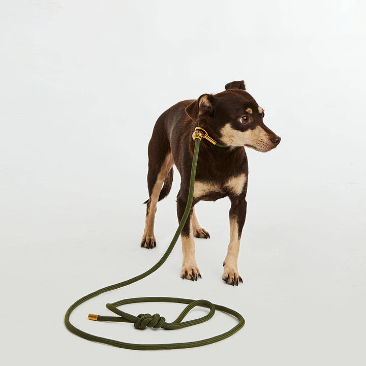 Mini Olive Gold Simple Slip Lead™