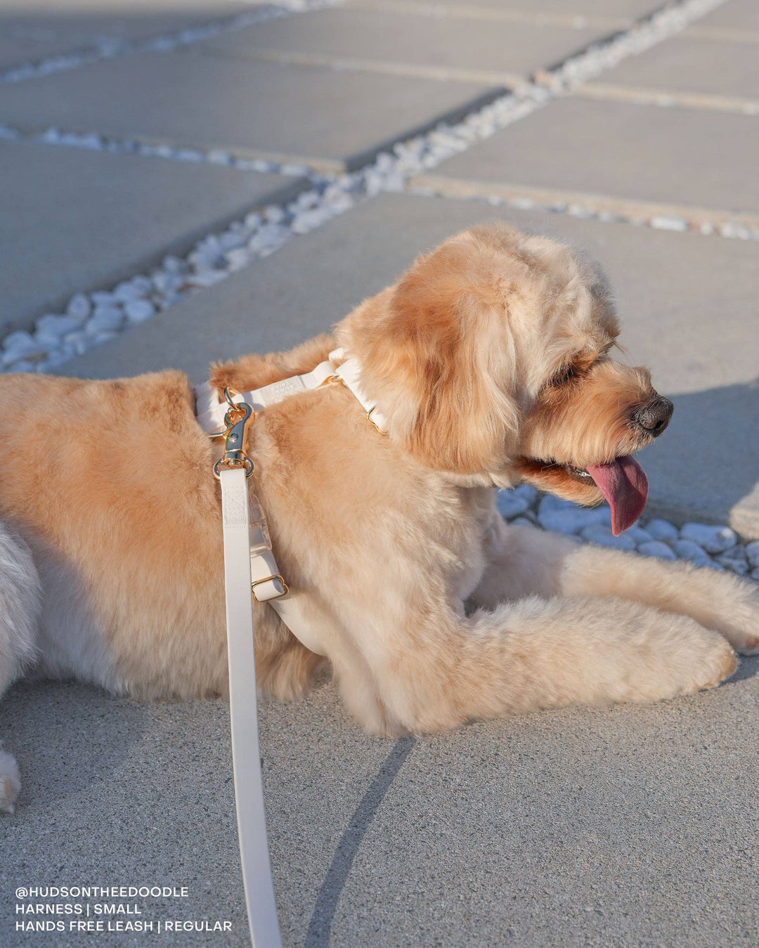 Cloud Hands-Free Convertible Leash