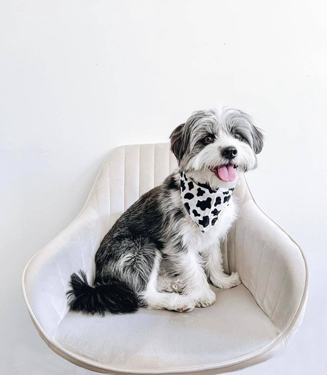 Holy Cow Dog Bandana