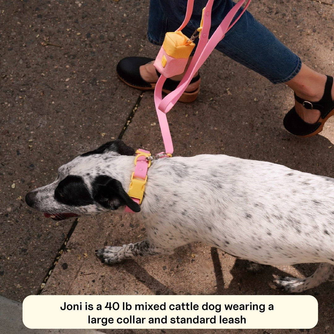 The Fritz Dog Collar