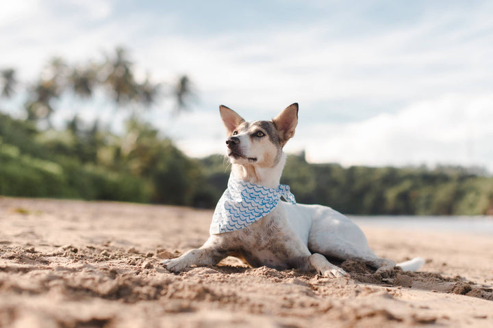 Sea Waves Bandana