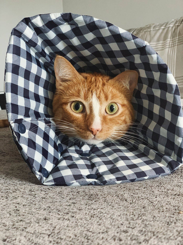 Check Healing Cone Recovery Collar