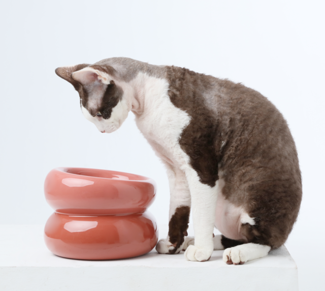 Soufflé Pet Bowl