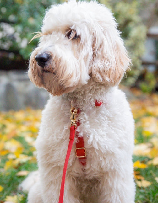 Cloud Hands-Free Convertible Leash