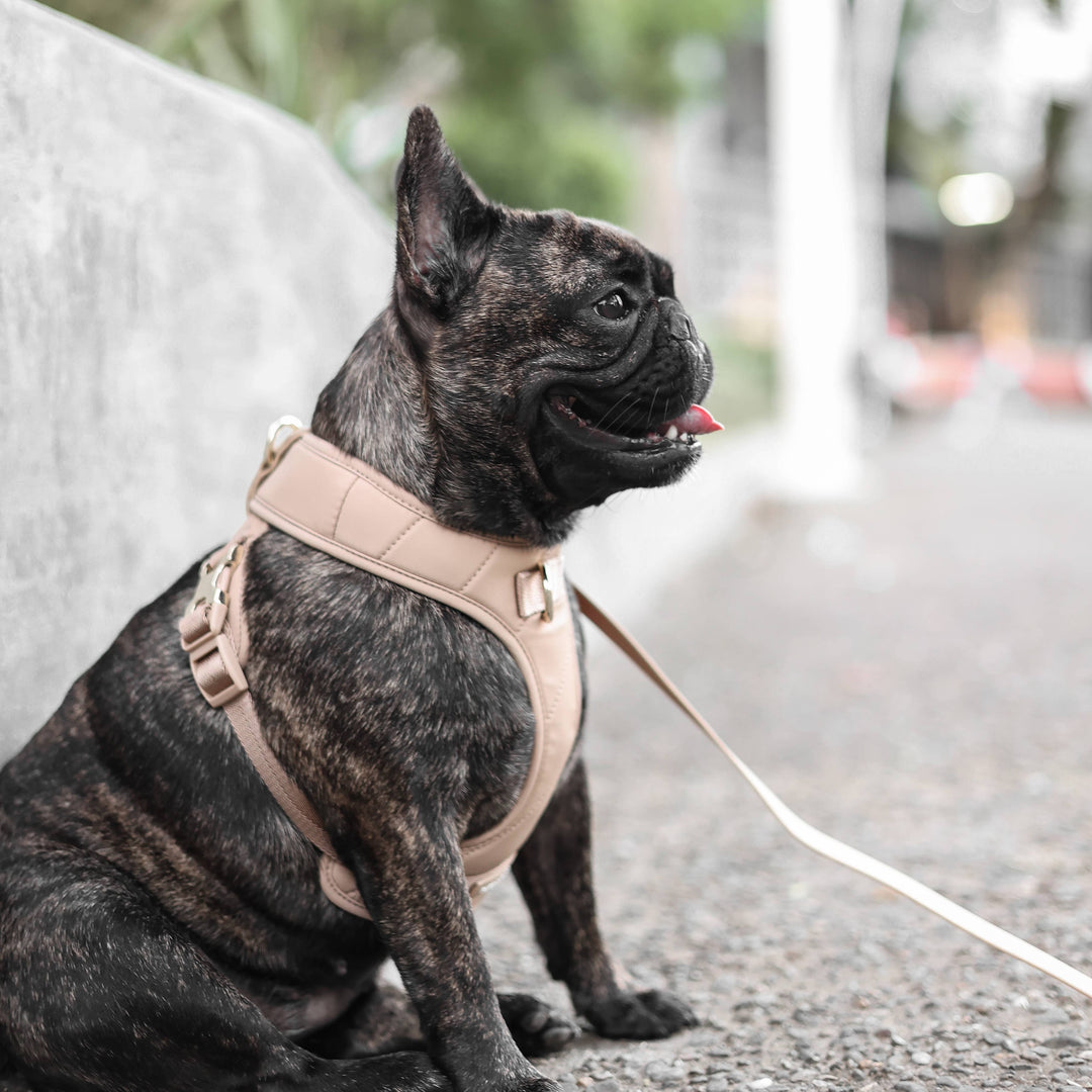Roam Luxe Harness