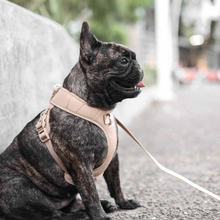 Roam Luxe Harness