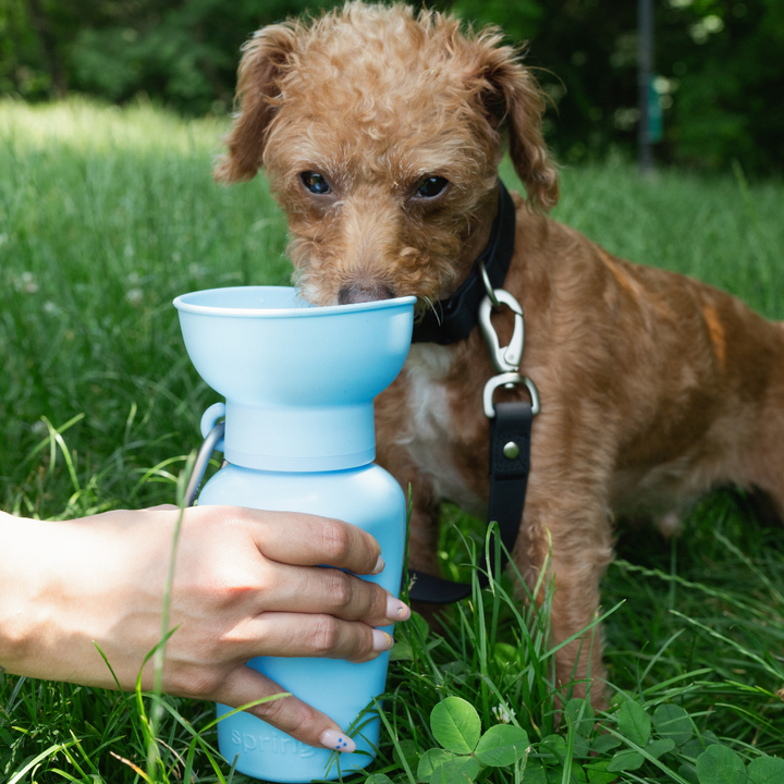 Flip Travel Water Bottle (20 oz)