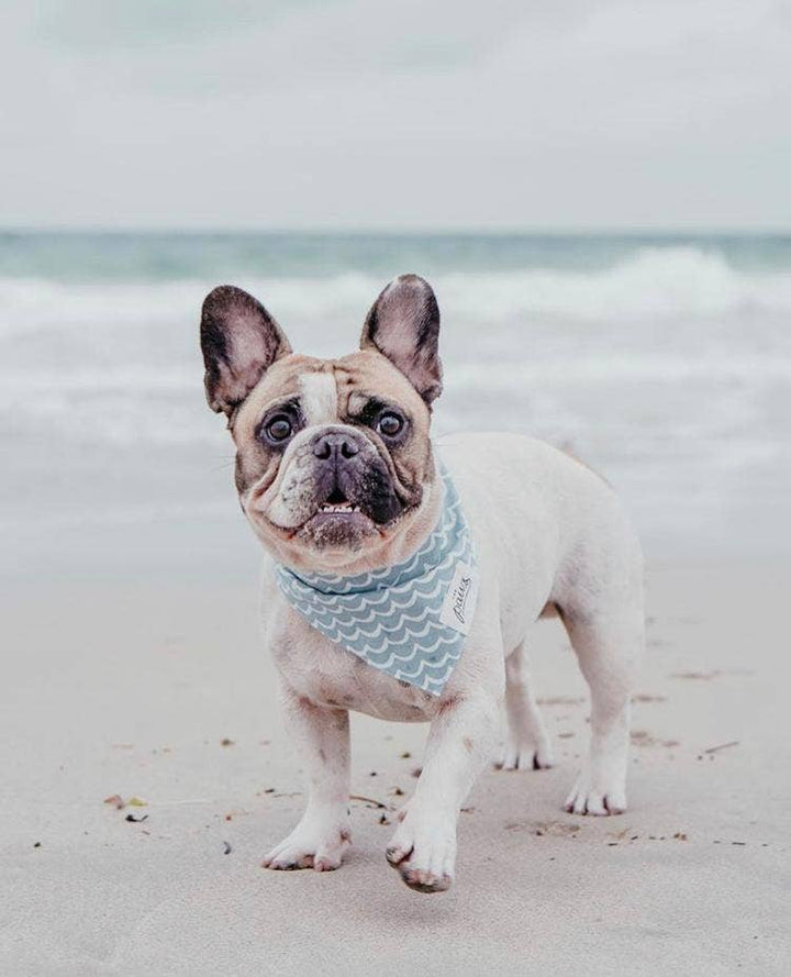 Perfect Wave Dog Bandana