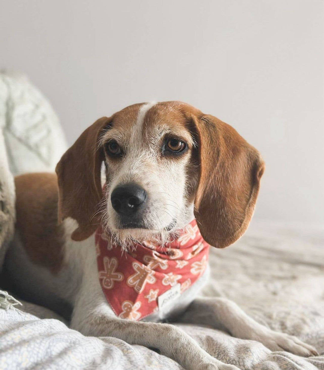 Spice Christmas Bandana