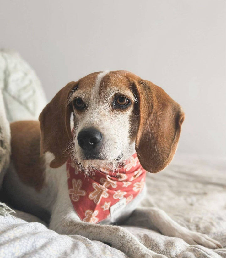 Spice Christmas Bandana