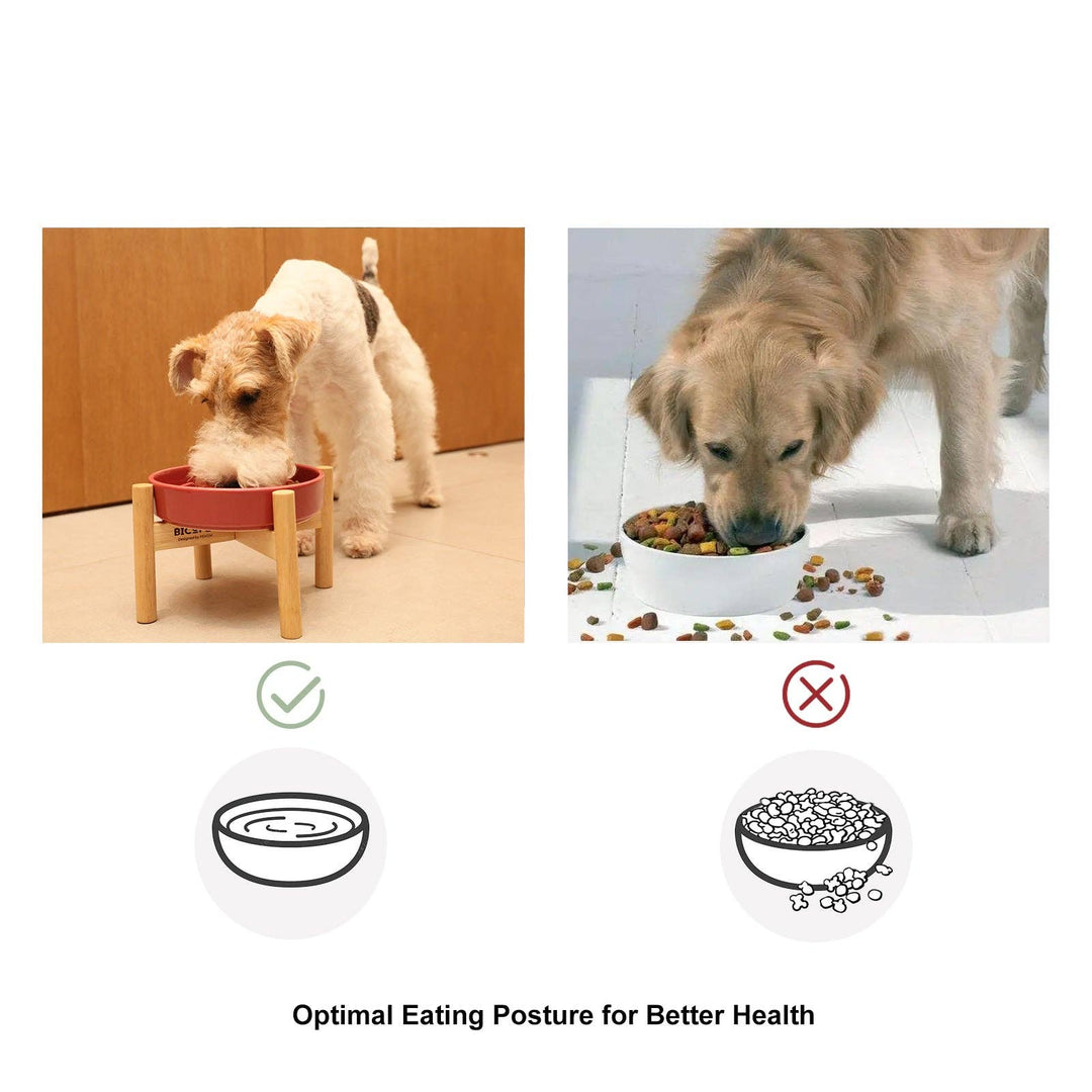 Spark Slow Feeder Dog Bowl