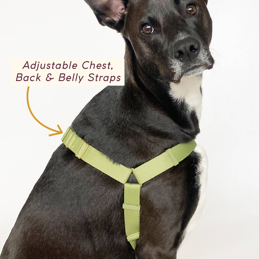 Roam Harness