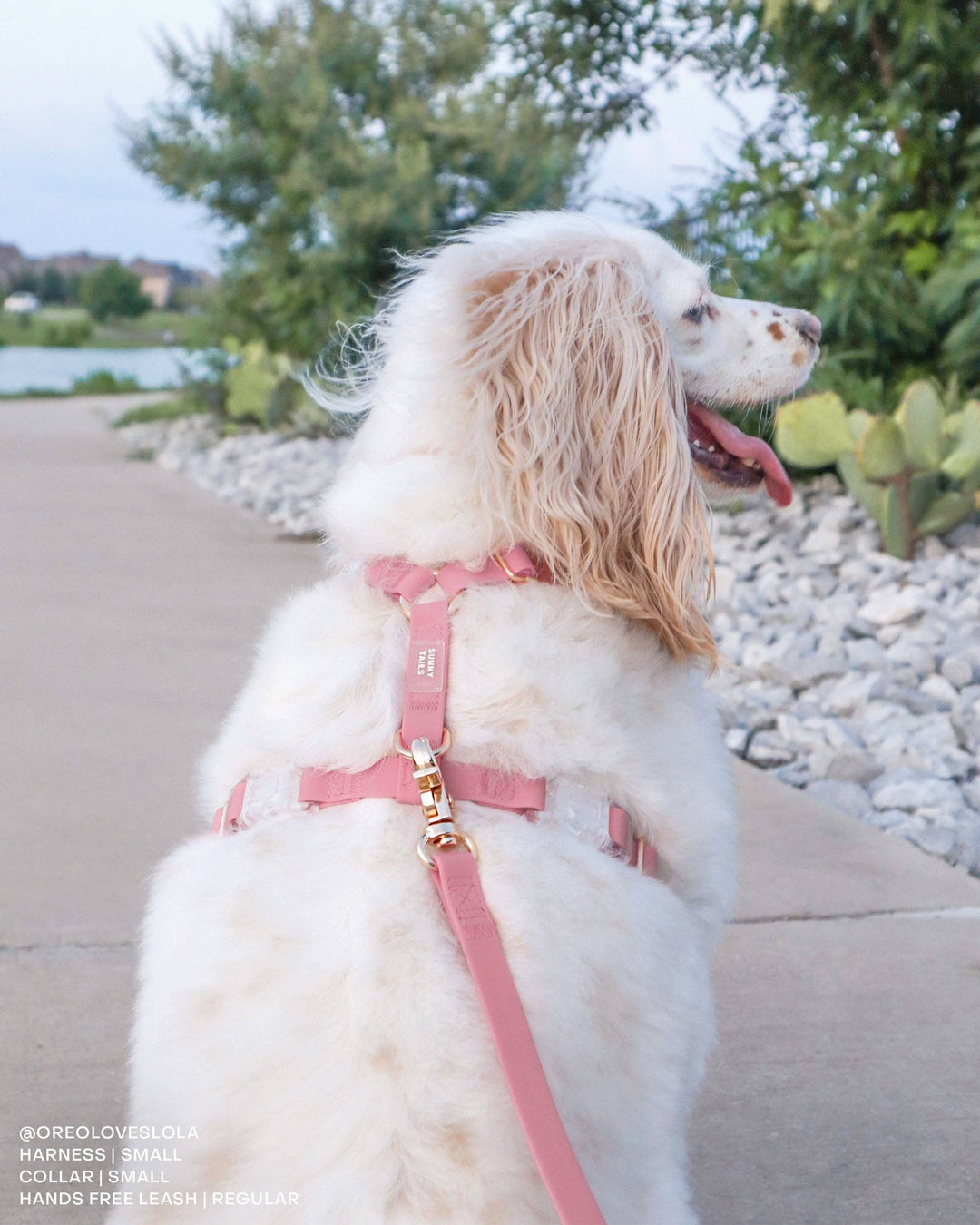 Cloud Waterproof Long Line Leash (30 ft)