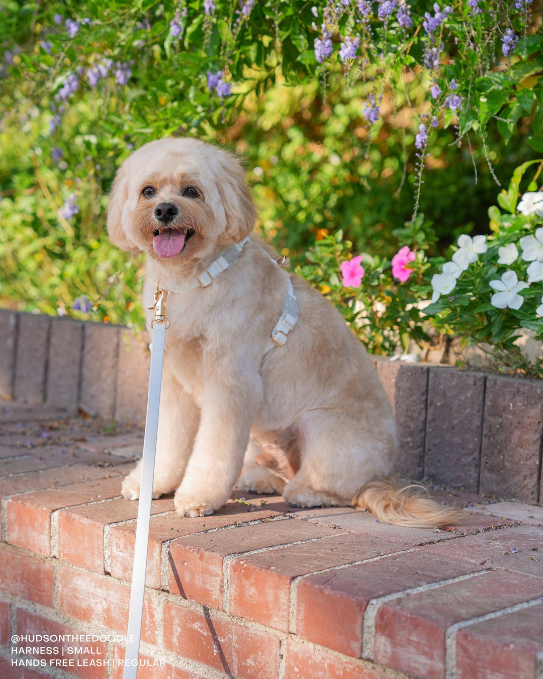 Cloud Hands-Free Convertible Leash