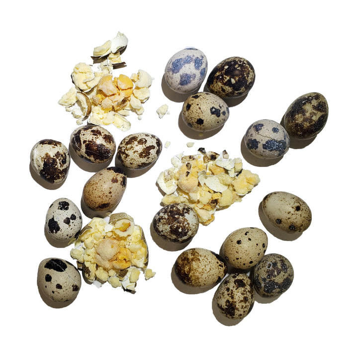Freeze-Dried Quail Eggs