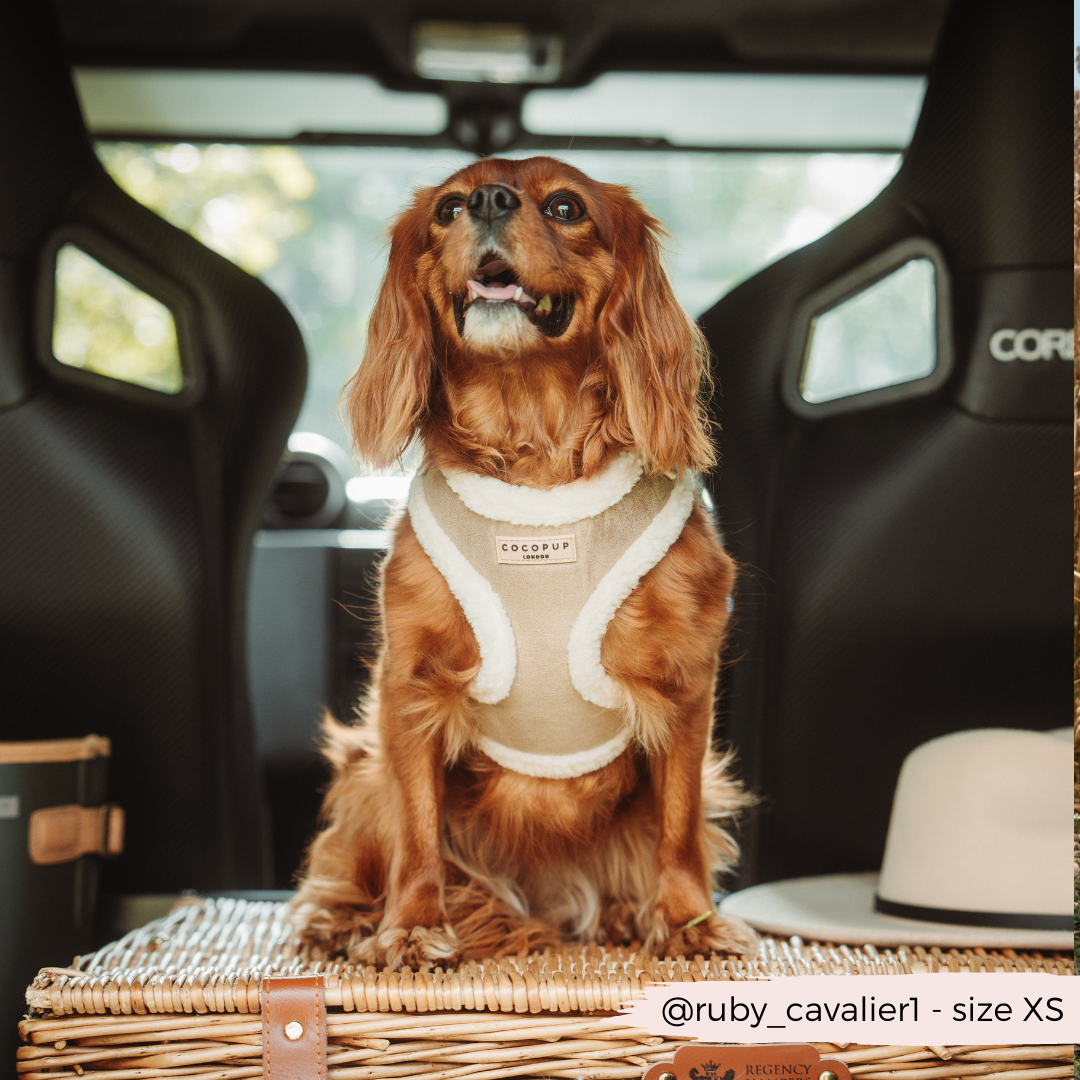 Aviator Adjustable Neck Harness