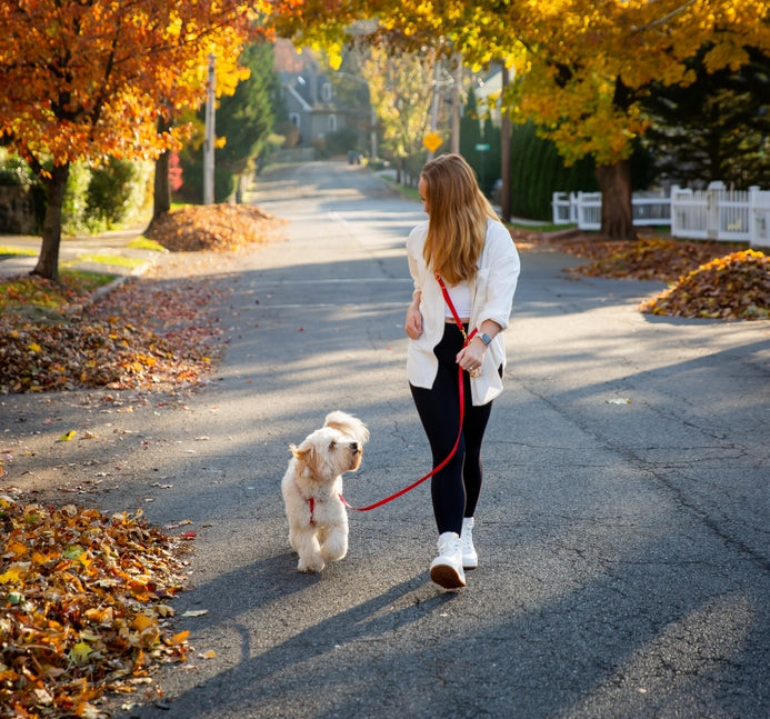 Cloud Wide Hands-Free Convertible Leash