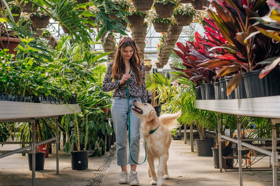 Cloud Wide Hands-Free Convertible Leash