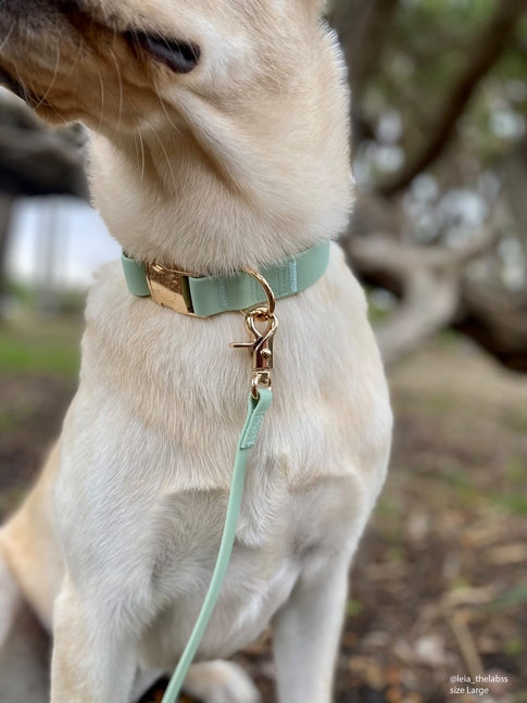Cloud Waterproof Collar