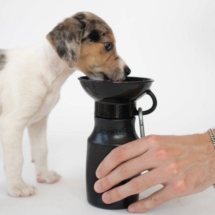 Mini Travel Water Bottle (15 oz)