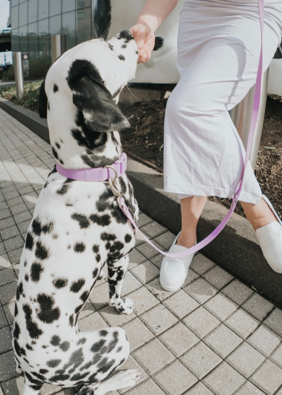 Springer Collar