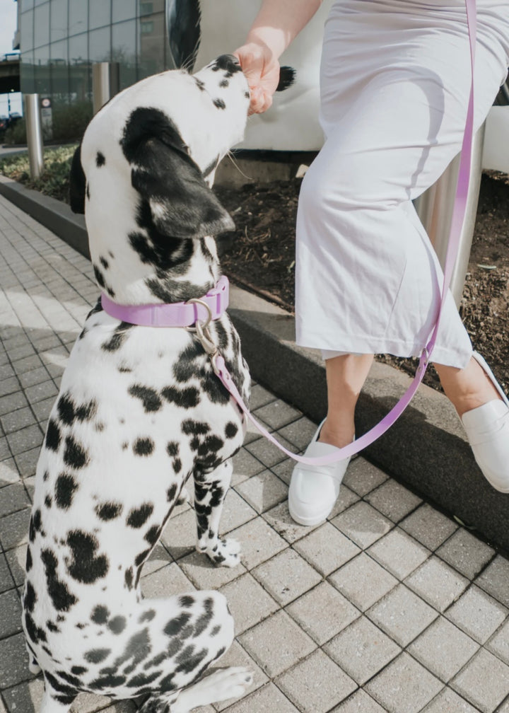 Springer Collar