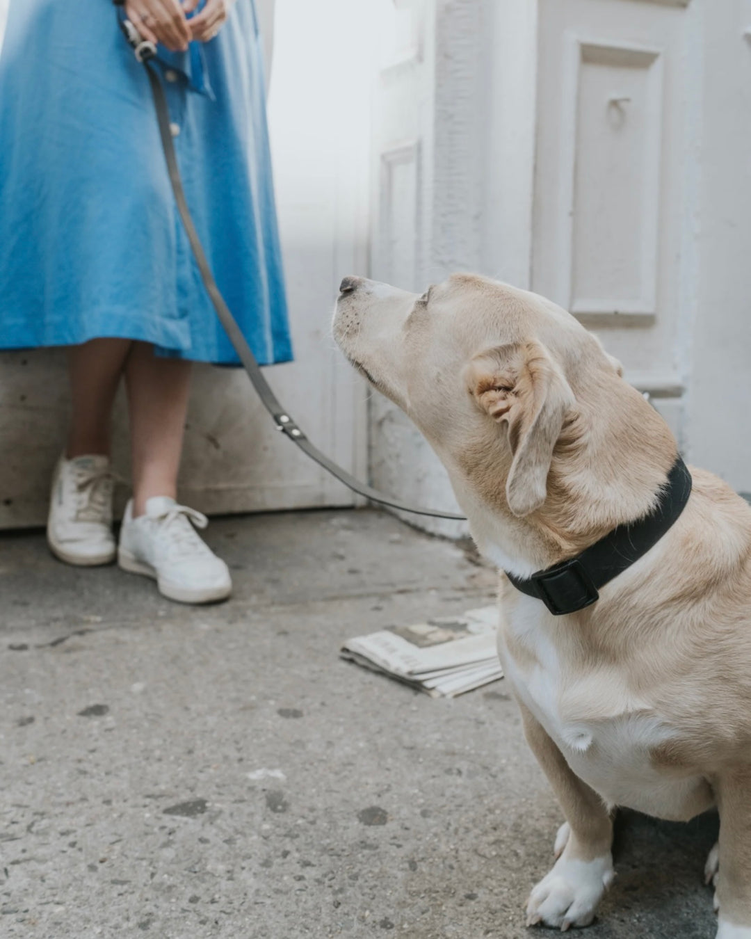 Springer Collar