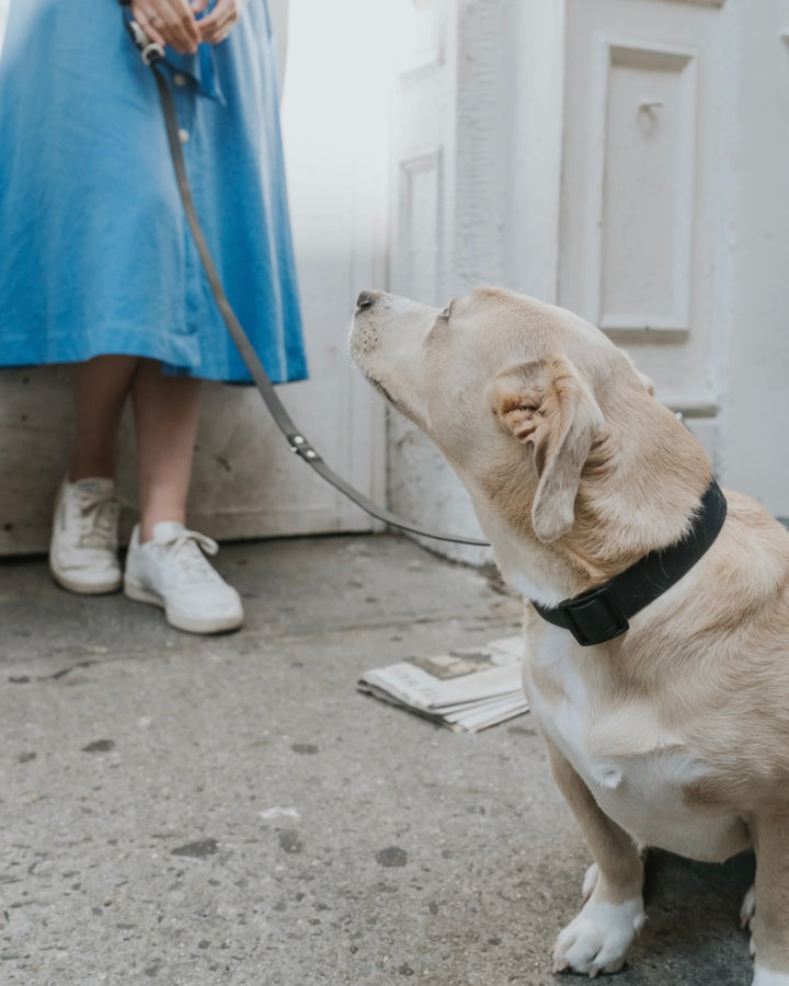 Springer Collar