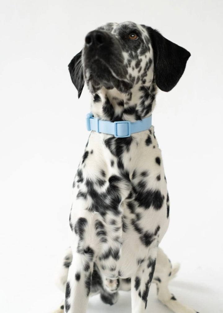 Springer Collar