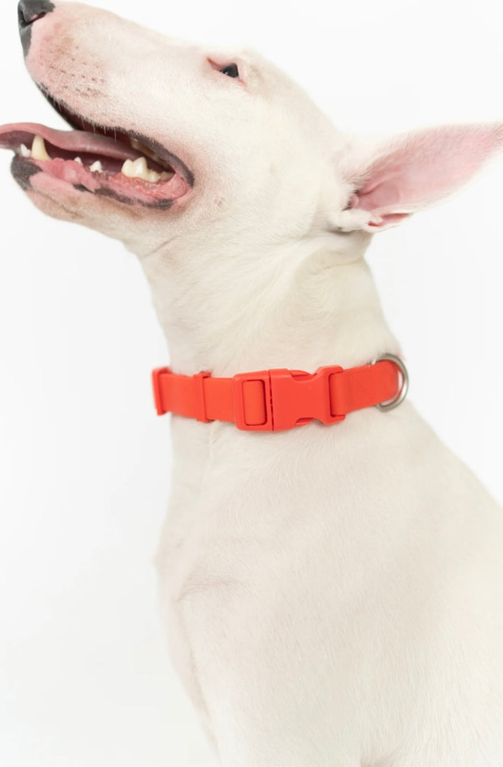 Springer Collar