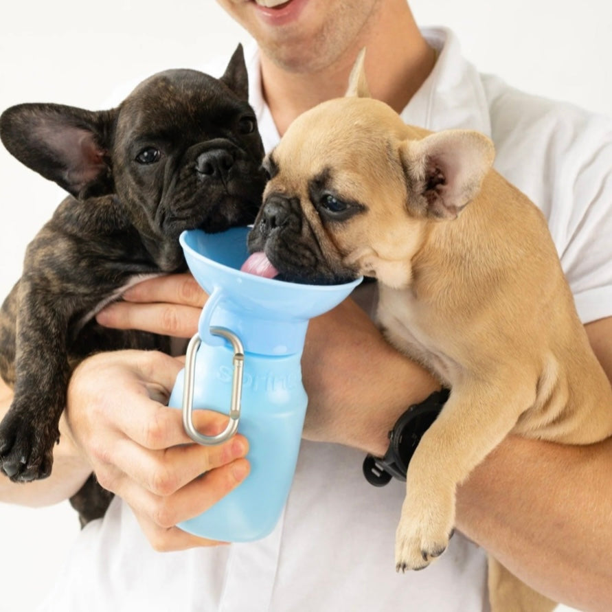 Mini Travel Water Bottle (15 oz)