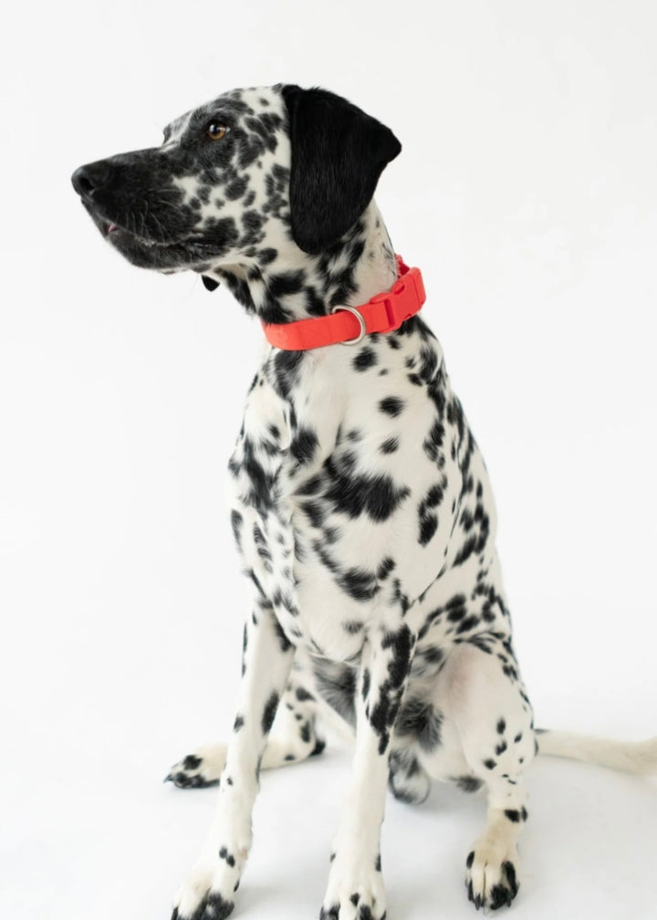 Springer Collar
