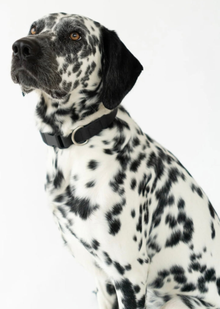 Springer Collar