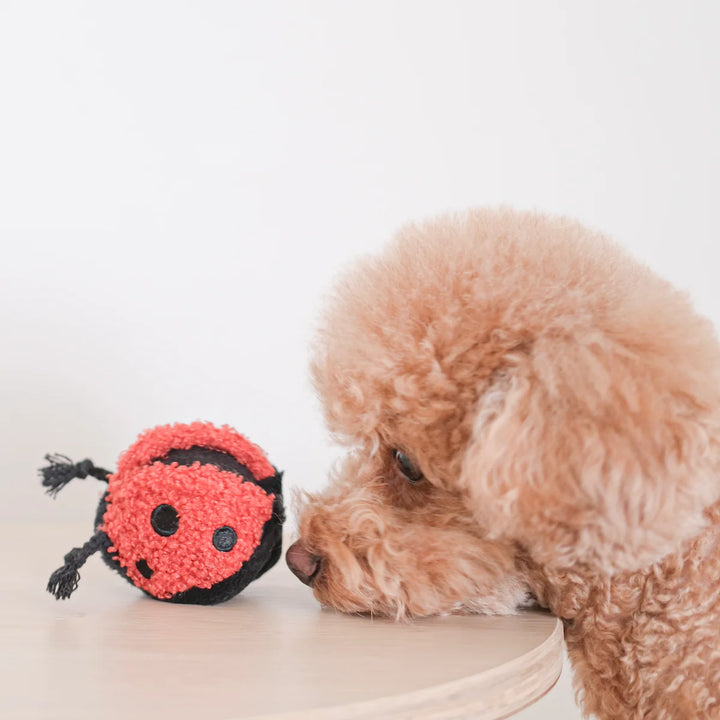 Ladybug Pop - Enrichment Toy