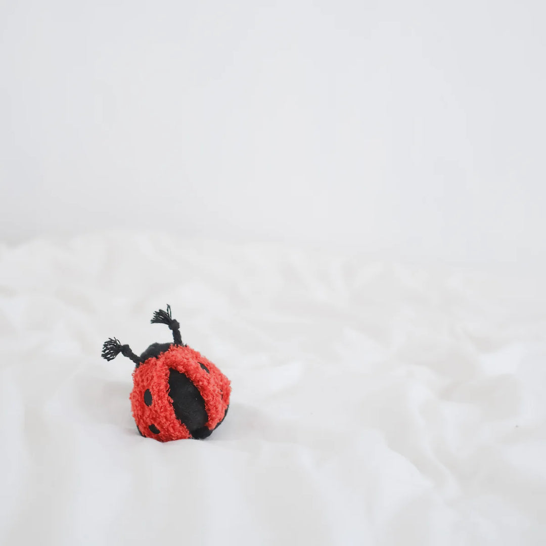 Ladybug Pop - Enrichment Toy