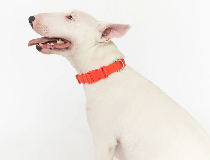 Springer Collar
