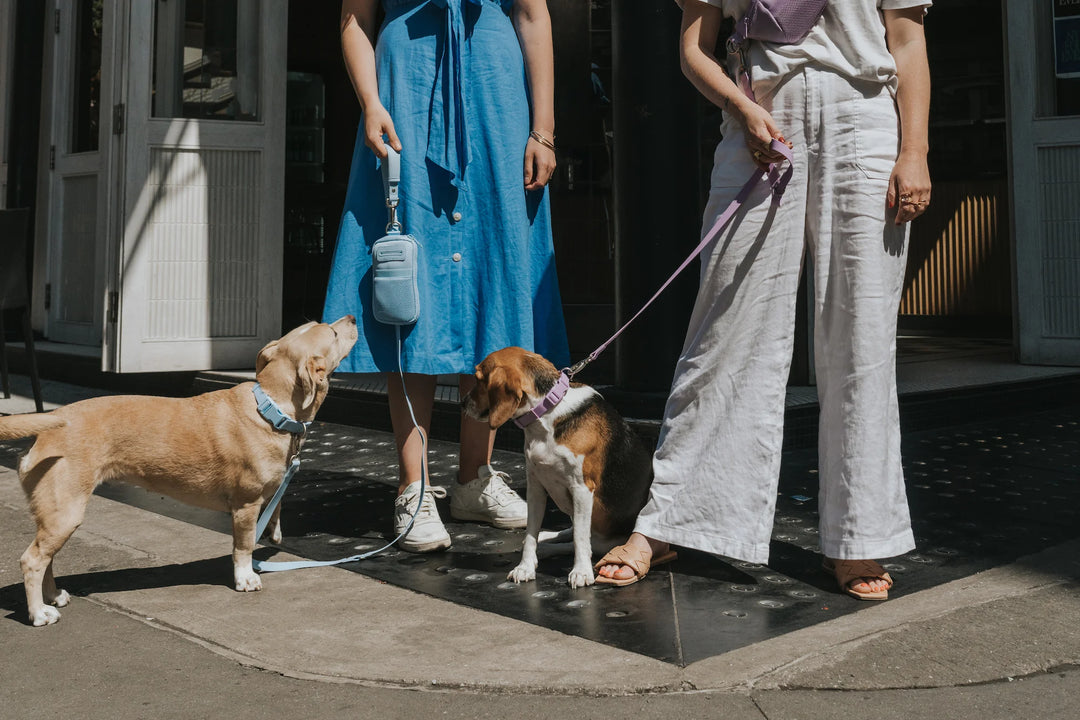 Walk Bag + Dog Leash Set