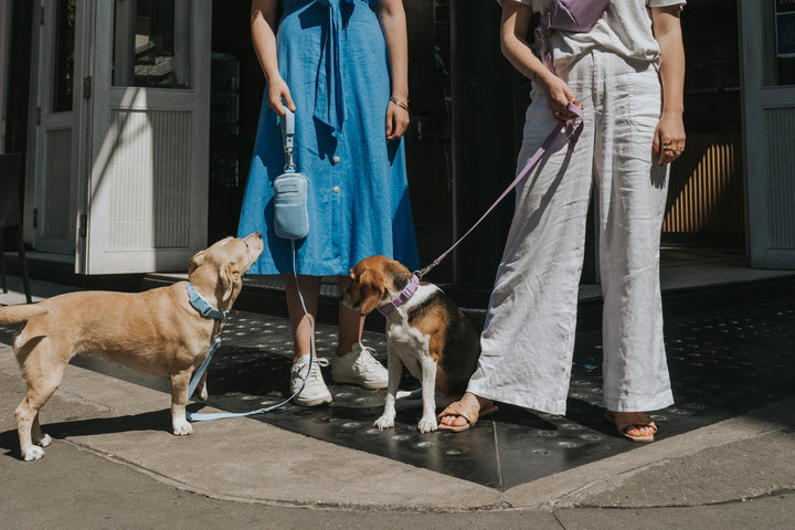 Walk Bag + Dog Leash Set