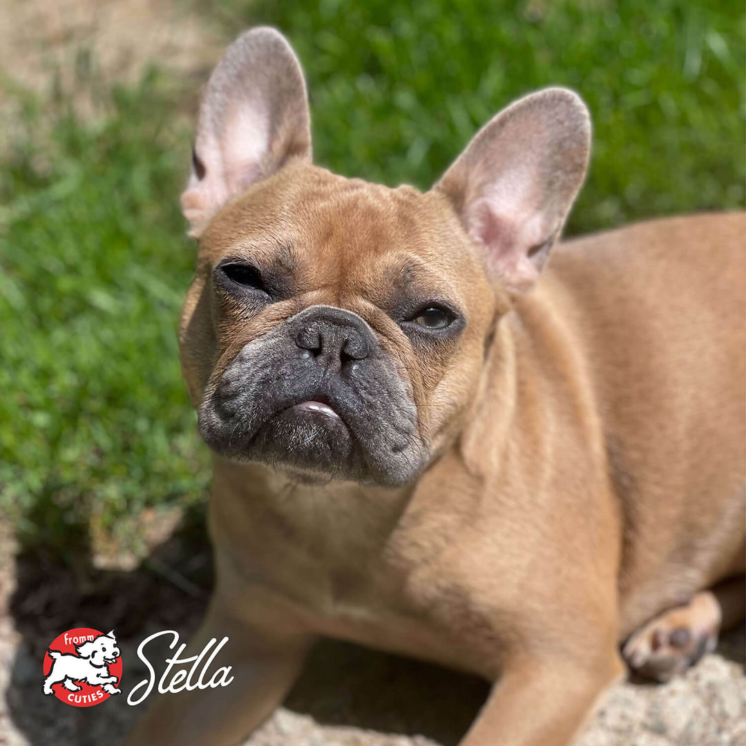 Small Breed Adult Gold