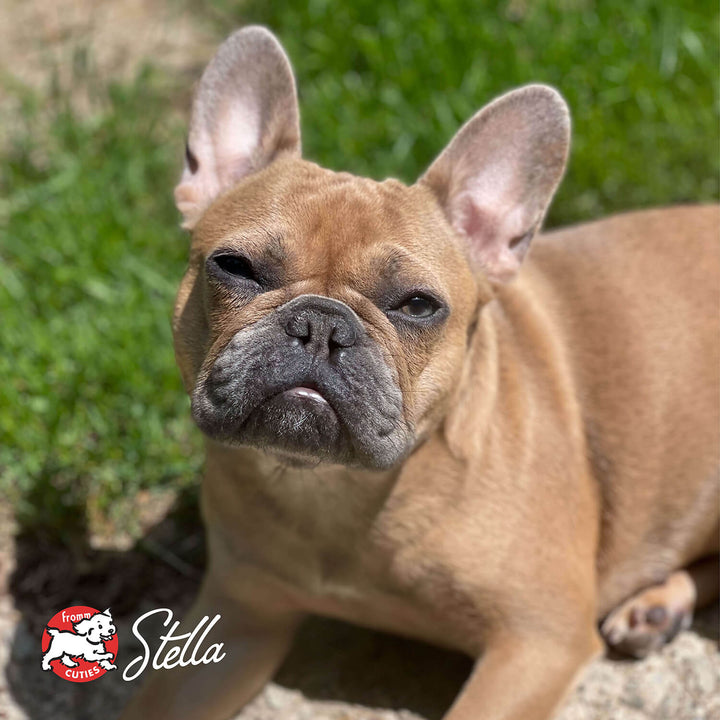 Small Breed Adult Gold