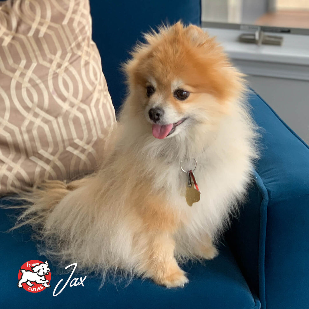 Small Breed Adult Gold
