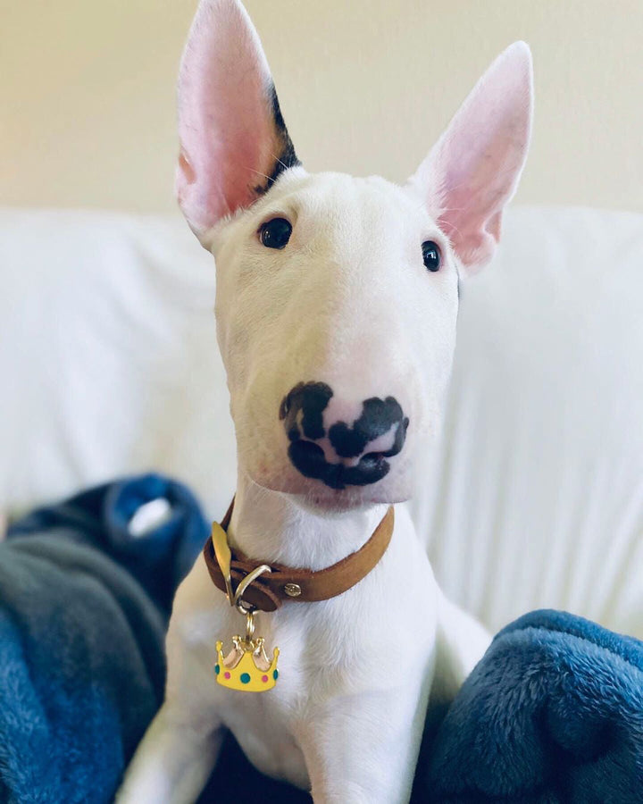 Trill Paws Custom ID Tag