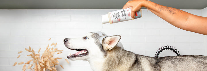 Probiotic Itch Relief Shampoo