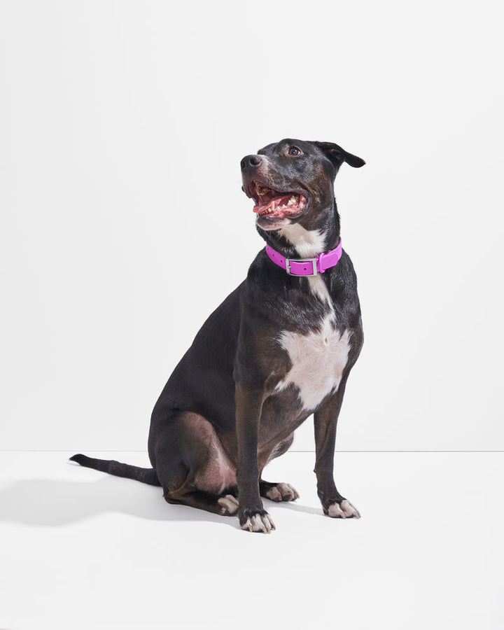 Adjustable Dog Collar