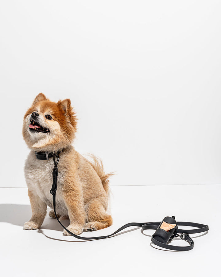 Adjustable Dog Collar